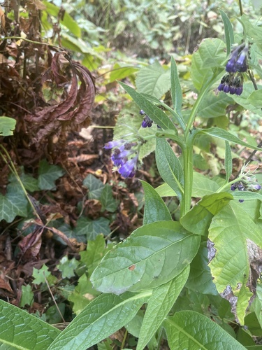 common comfrey