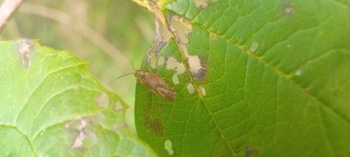 Viburnum Leaf Beetle