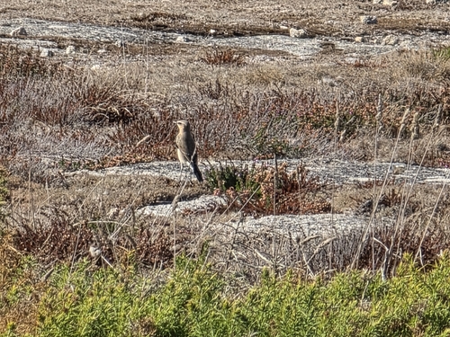 Northern Wheatear