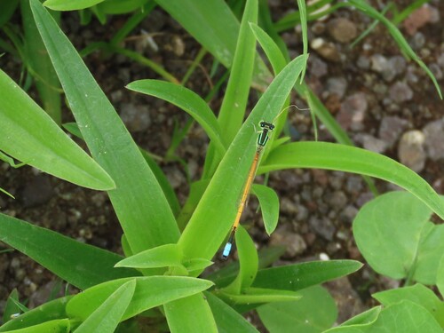 Western Golden Dartlet
