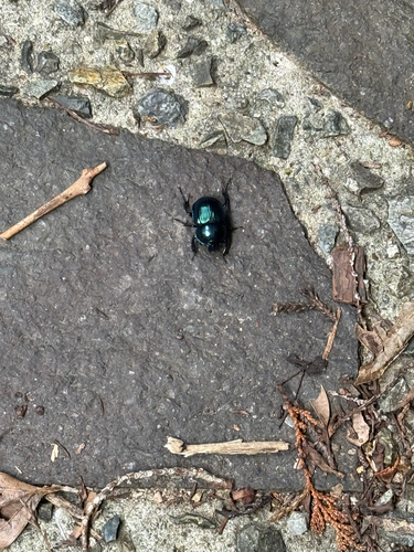 Japanese Earth-boring Dung Beetle