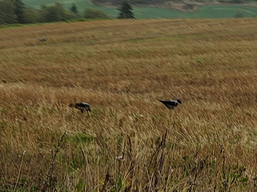 Hooded Crow