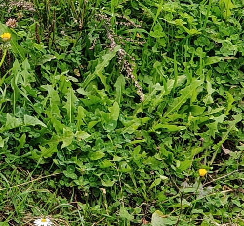 common dandelion