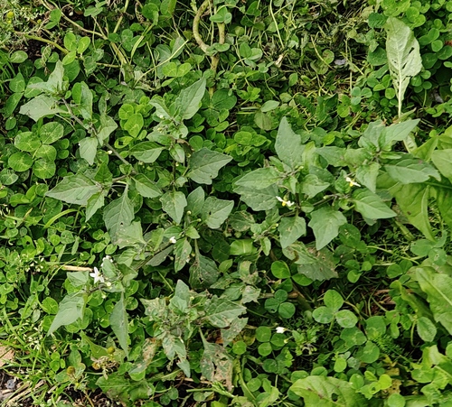 black nightshade