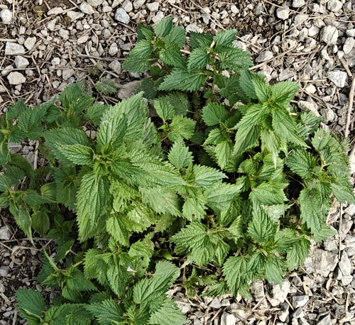 great stinging nettle