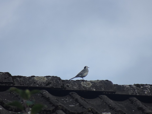 White Wagtail