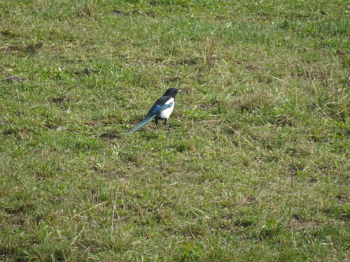 Eurasian Magpie