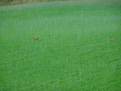 Western Roe Deer