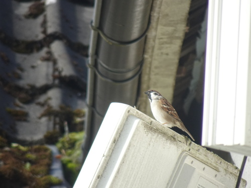 Eurasian Tree Sparrow