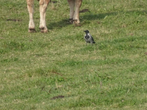 Hooded Crow