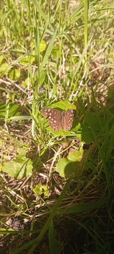 Speckled Wood