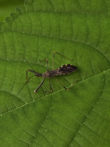 Endochus cingalensis