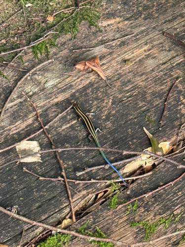 Japanese Skink