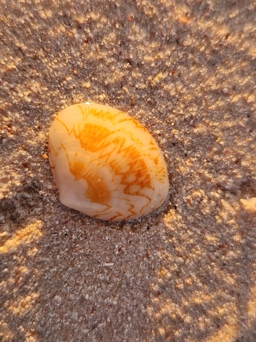 Gomphina undulosa observed 2026-09-23