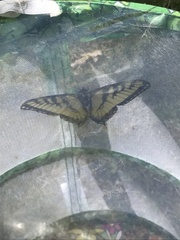 Papilio canadensis