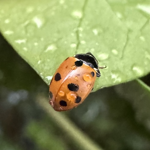 Variegated Lady Beetle