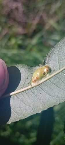 Willow Redgall Sawfly