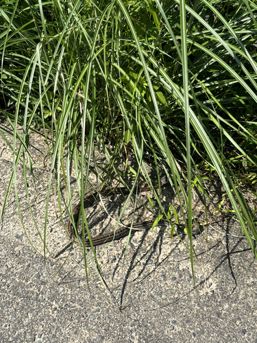 Japanese Four-lined Ratsnake