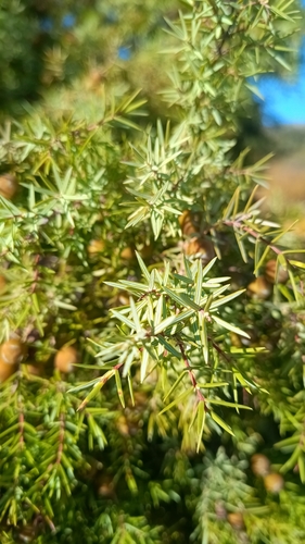 western prickly juniper