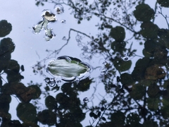 Potamogeton natans