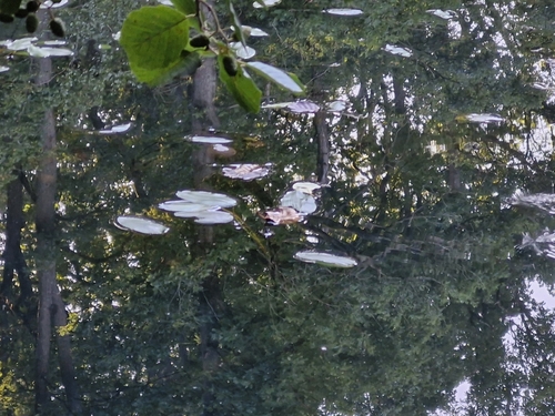 Potamogeton natans, photograph 1