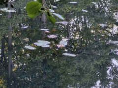 Potamogeton natans, photograph (c) ahabo, some rights reserved (CC BY)