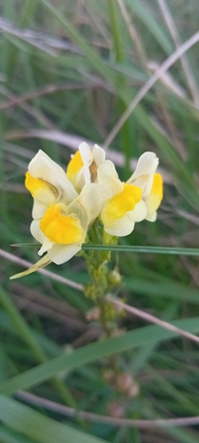 common toadflax