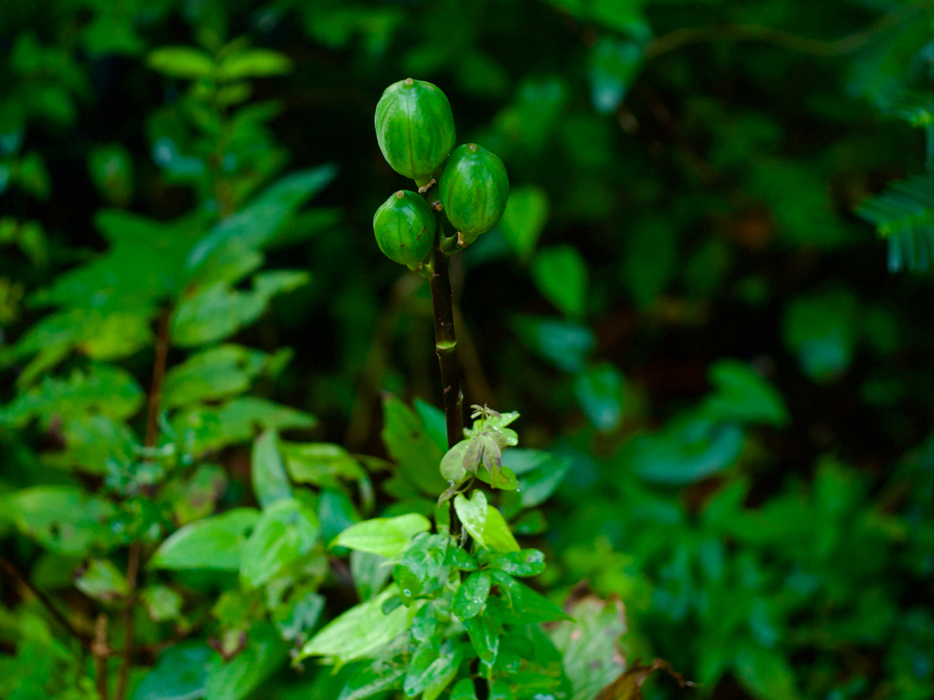 Cardiocrinum cordatum; photograph (c) りなべる, some rights reserved (CC BY)