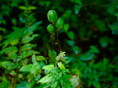 Cardiocrinum cordatum
