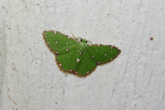 Argyrocosma inductaria