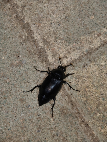 Nicrophorus concolor