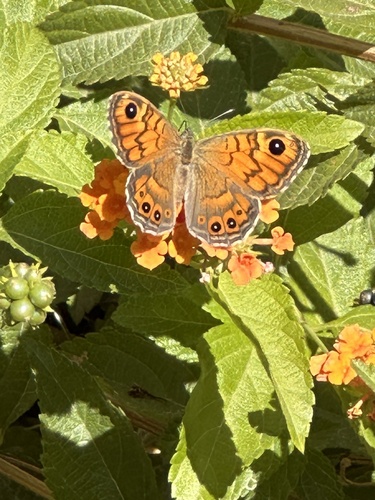 Wall Brown