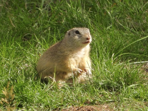 European Ground Squirrel