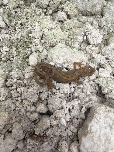 Smooth Newt