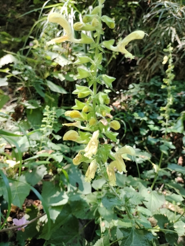 Sticky Sage