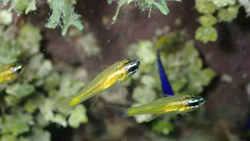 Ostorhinchus luteus observed 2026-09-19