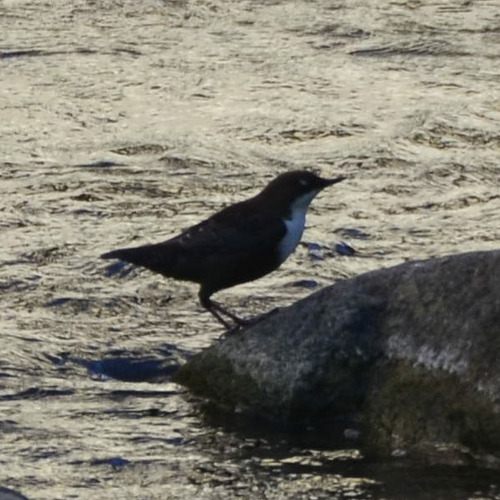 White-throated Dipper