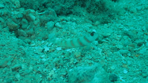 Amblyeleotris steinitzi observed 2026-09-19
