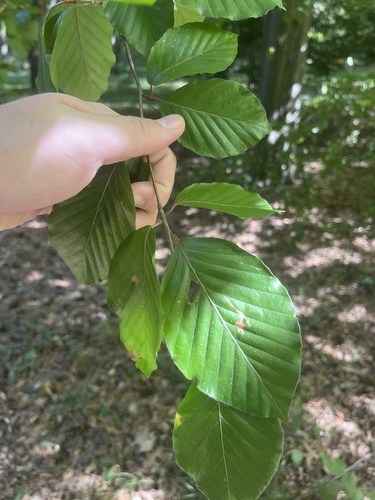 European beech