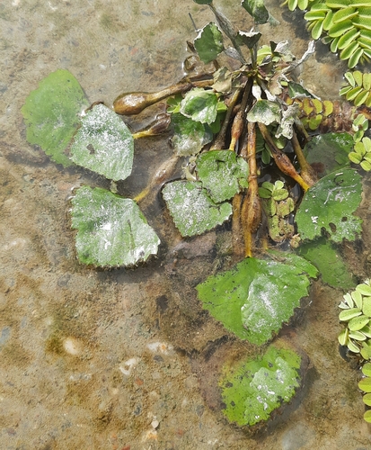 Water caltrop