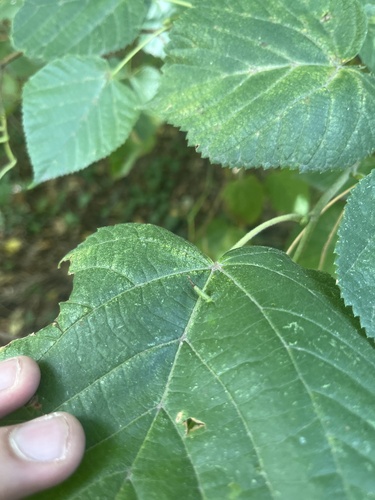 Red Nail Gall Mite
