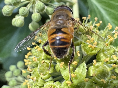 Common Drone Fly