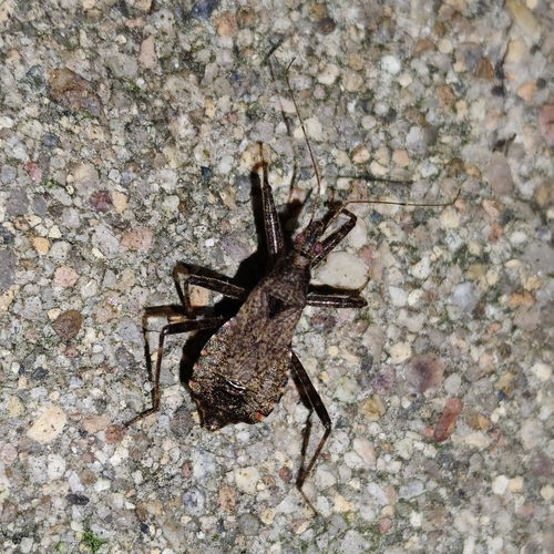 Tree Damsel Bug