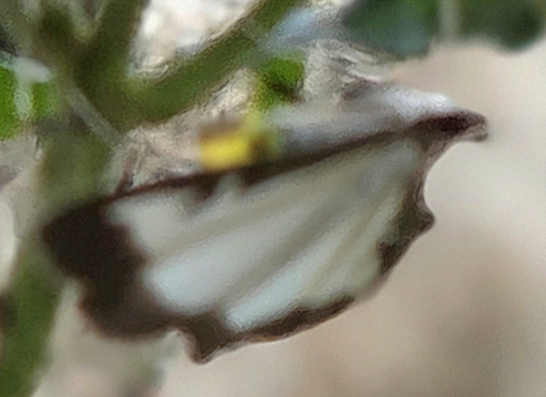Box Tree Moth