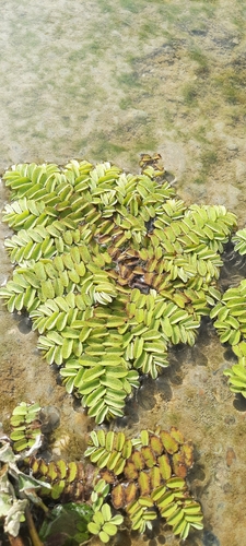 floating fern