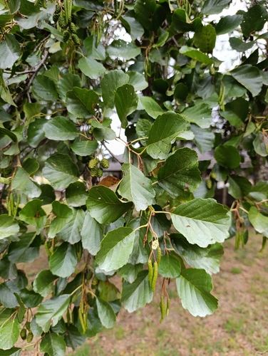 common alder