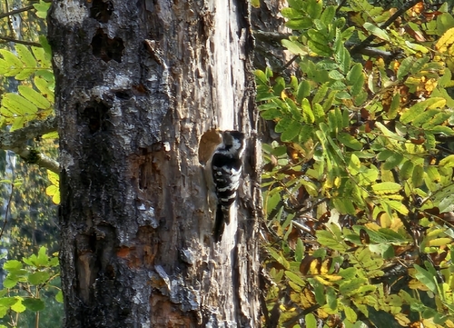 Lesser Spotted Woodpecker