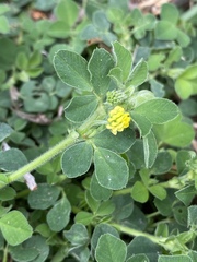 Medicago lupulina