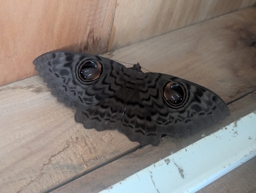 Common Owl Moth