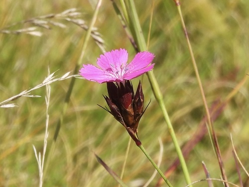 Carthusian Pink
